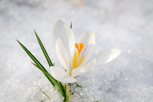 beautiful saffron crocus white spring bloom close up in snow